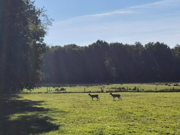 Reeën in het weiland achter de Moskoupleats
